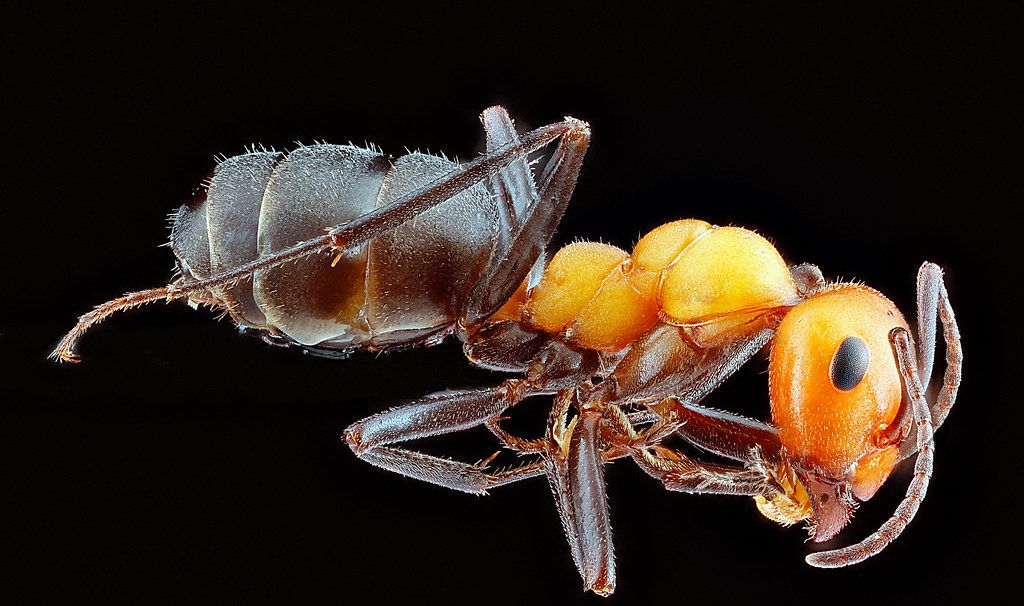 Ant Control service in Surprise, AZ