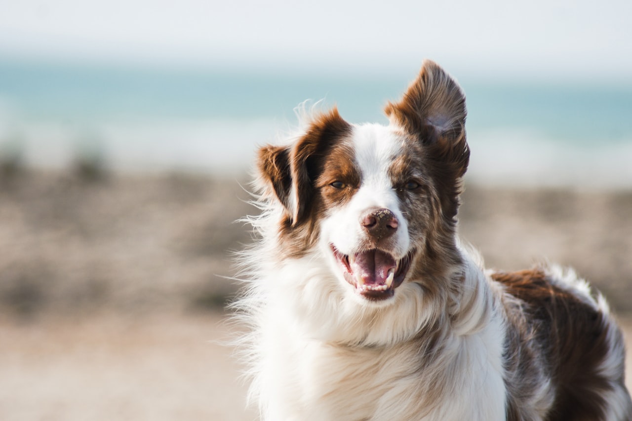 Flea & Tick Control service in Surprise, AZ