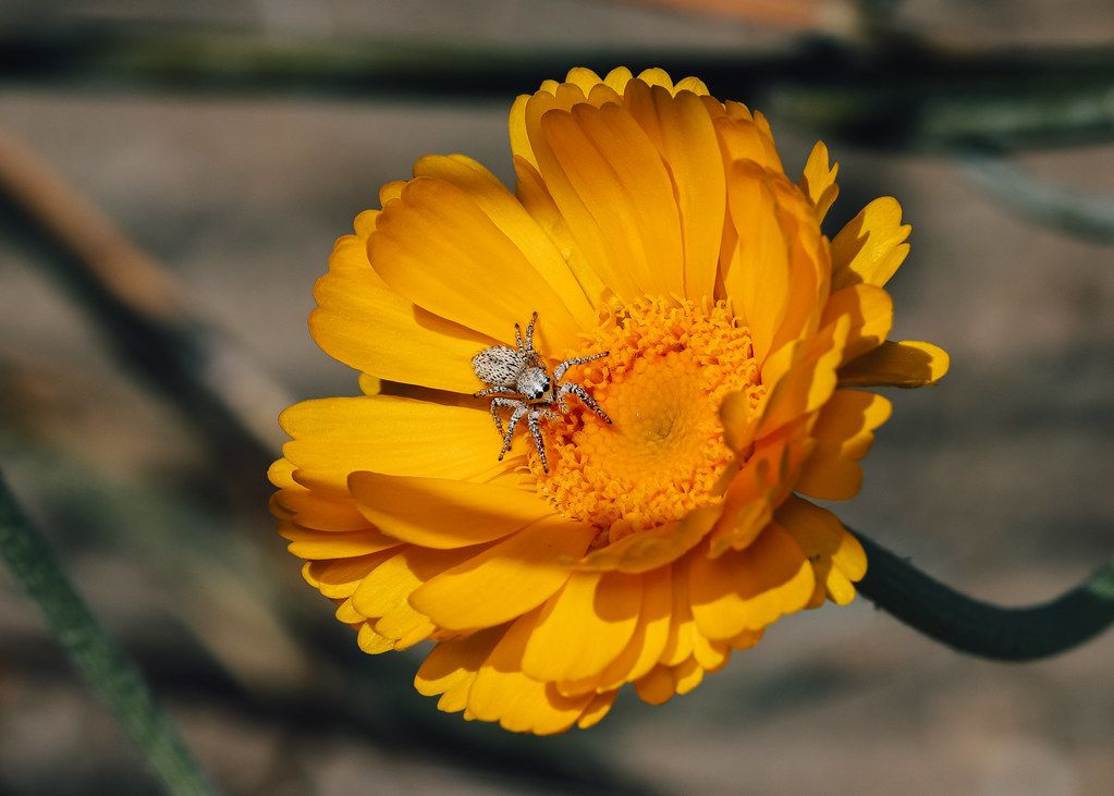 Spider Control service in Surprise, AZ
